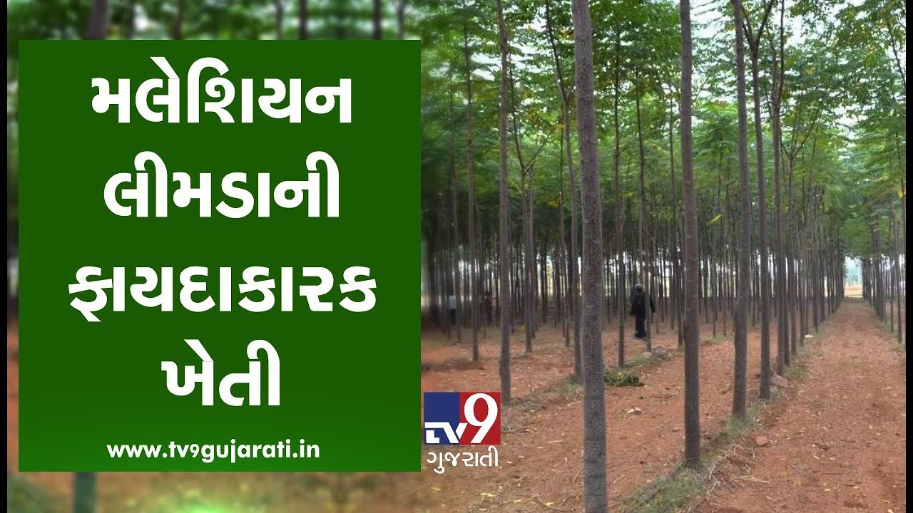Know how to do cultivation of Malaysian Neem? | TV9GujaratiNews