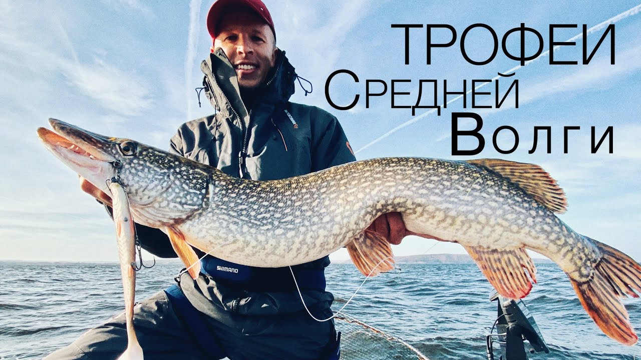 Щуки средней Волги  Ловля на свимбейты
