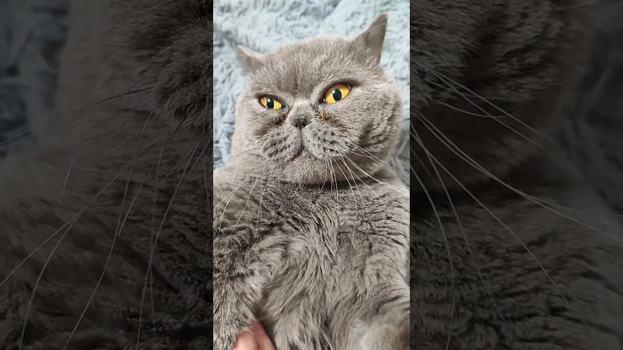 16.03.2026г.котик Честер 😸)