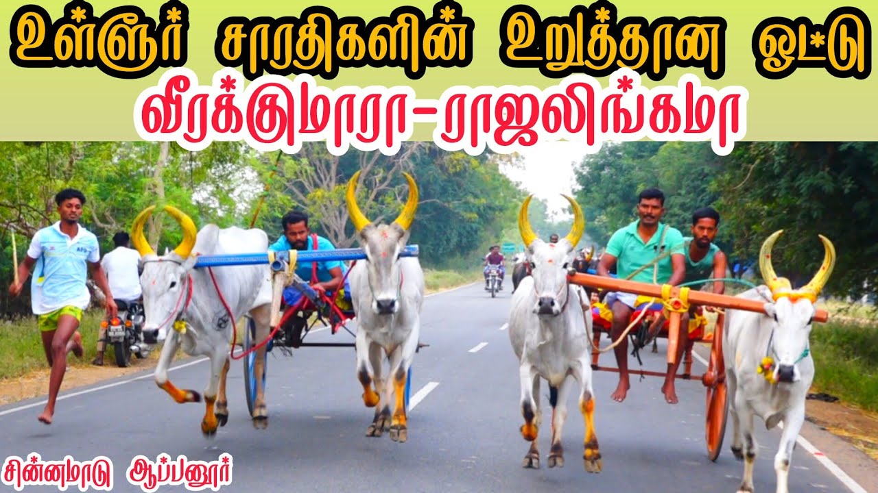 1 இராமநாதபுரம் மாவட்டம் ஆப்பனூர் சின்னமாடு பந்தயம் 19-02-2026