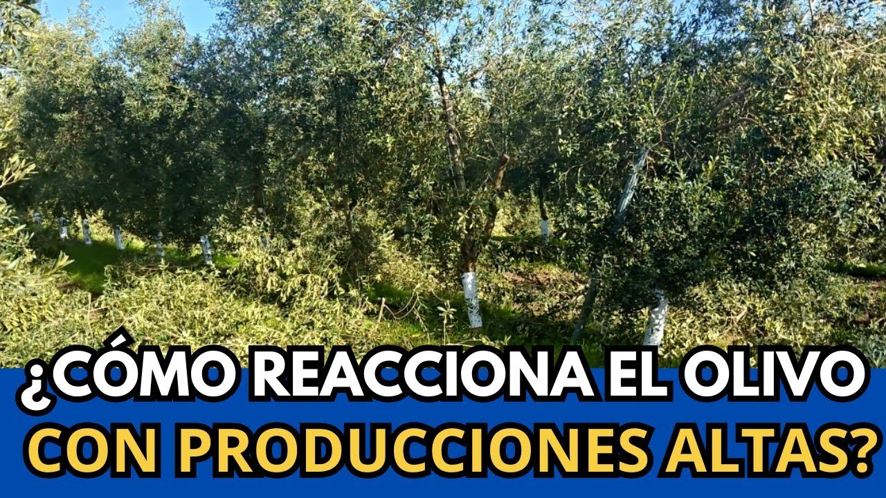 🟥 ¿Producciones altas en tu Olivo? Mira video si vas a Podar