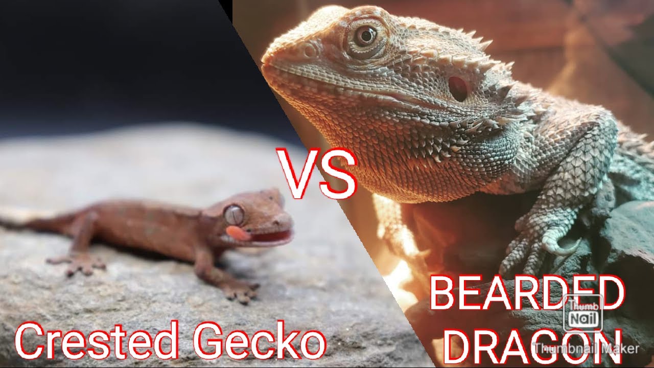 Bearded Dragon VS Crested Gecko: Which Makes The Best First Reptile