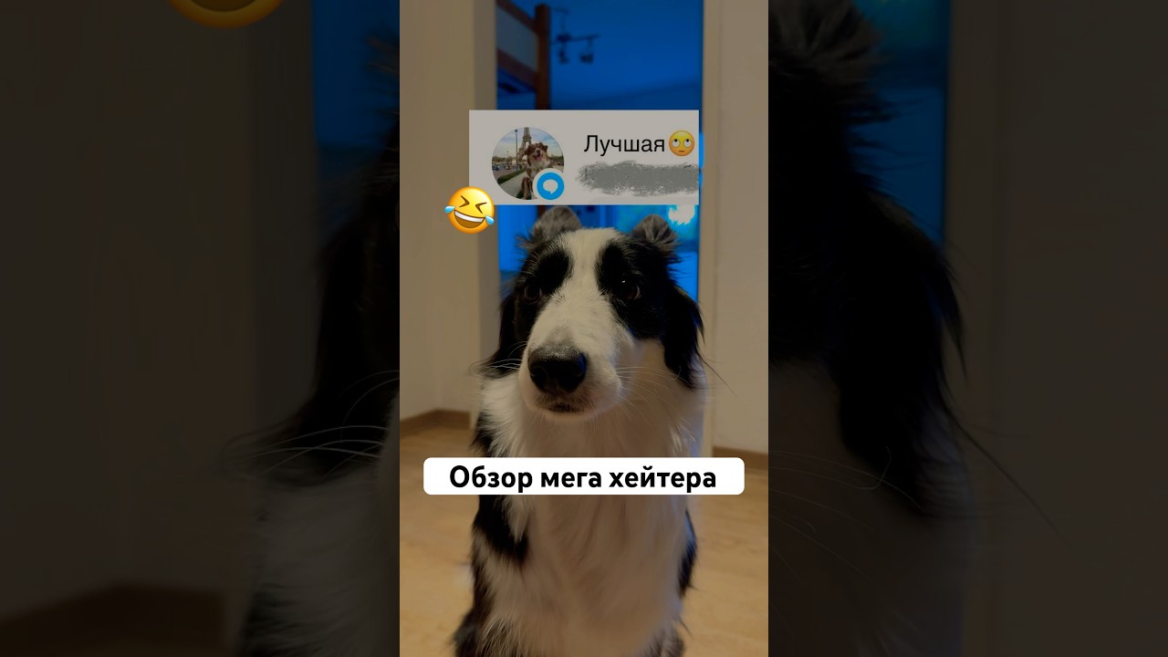 Бывают и такие хейтеры 😂 #окки #бордерколлиокки #хейтеры #история #треш #собака
