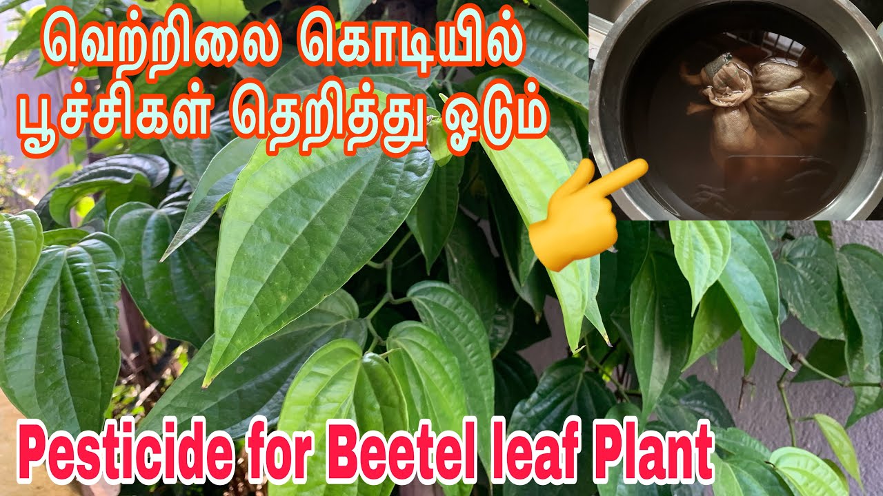 Organic Pesticide for Beetel leaf Plant/Homemade Pesticide/Vettrilai/Pesticide/Tamil/Organic DIY