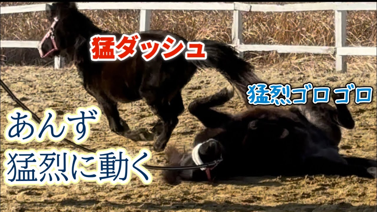 猛ダッシュ、猛烈ゴロゴロするあんずちゃん