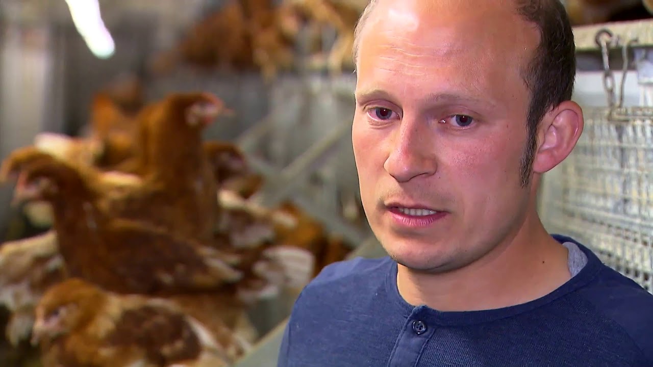 Minimising feather-pecking in pullets with intact beaks