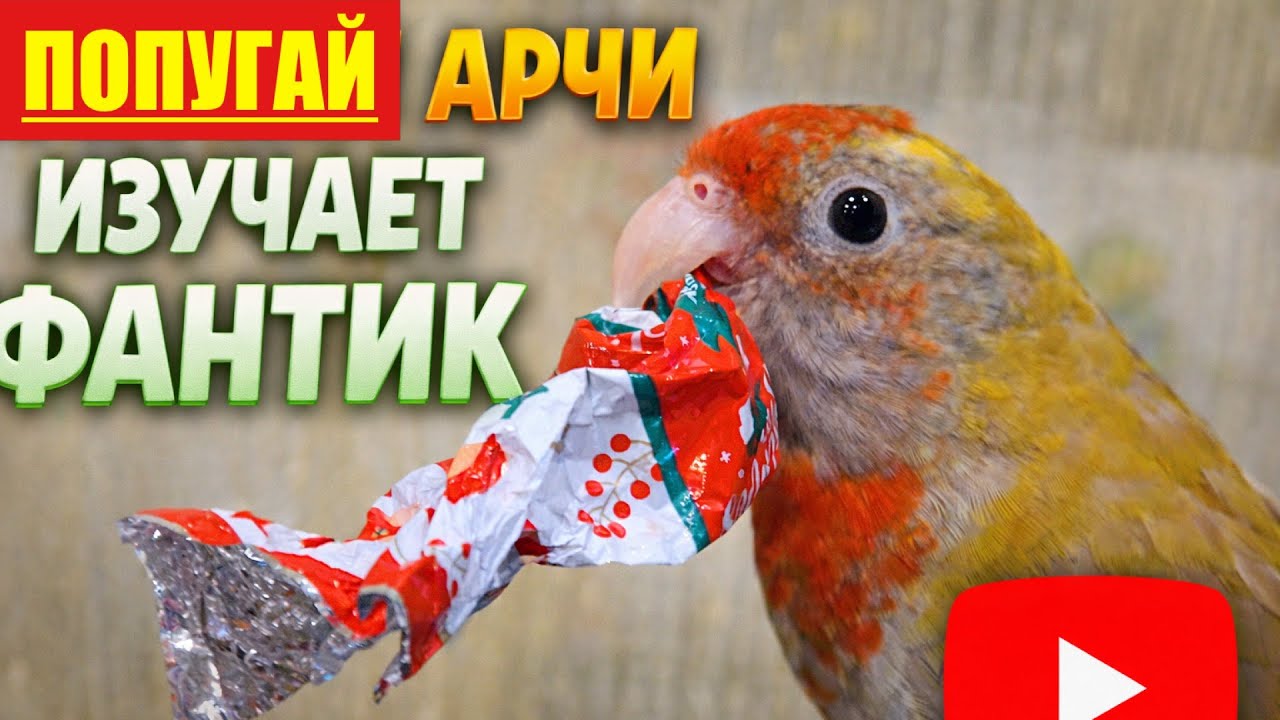 Розелла Арчи нашла новую игрушку . Подарки продолжаются
