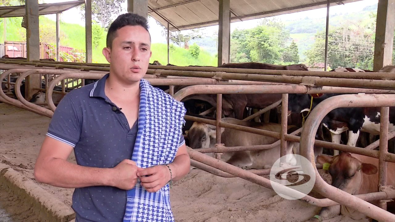 Impacto del sistema fristol en bovinos | La Finca de Hoy