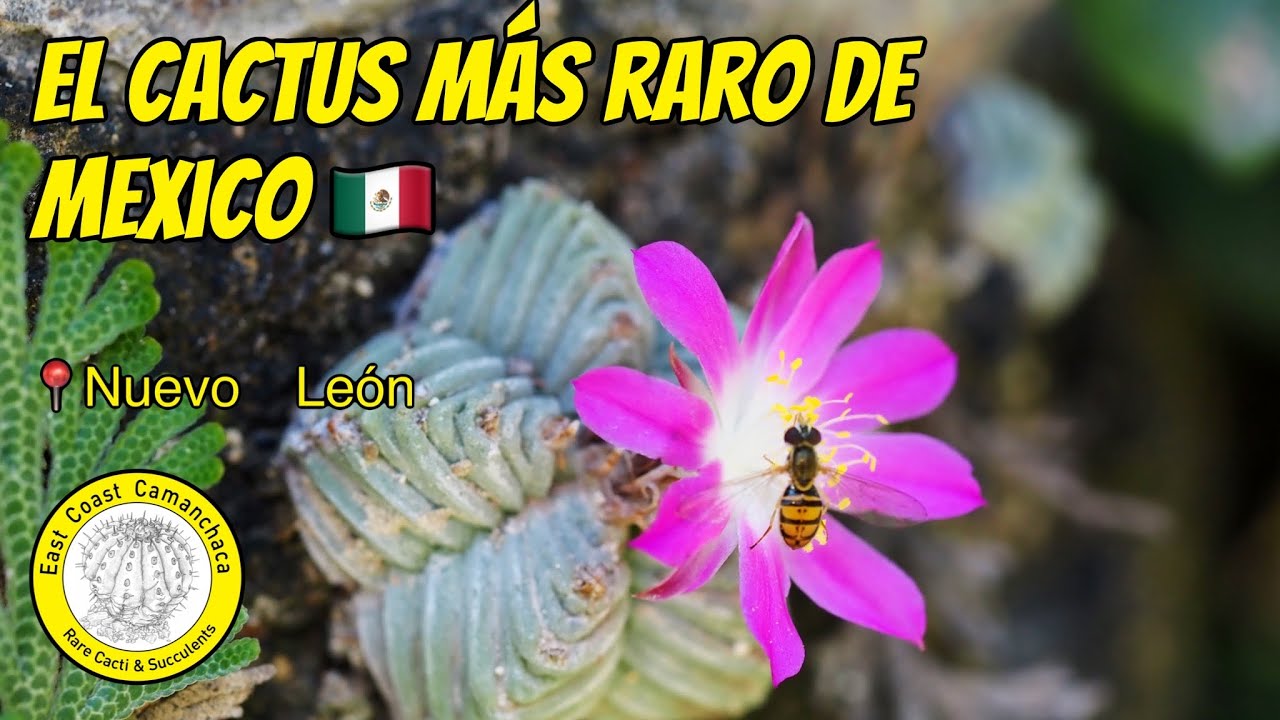 Encontramos el cactus más difícil de ver en la naturaleza, en Nuevo León 🇲🇽