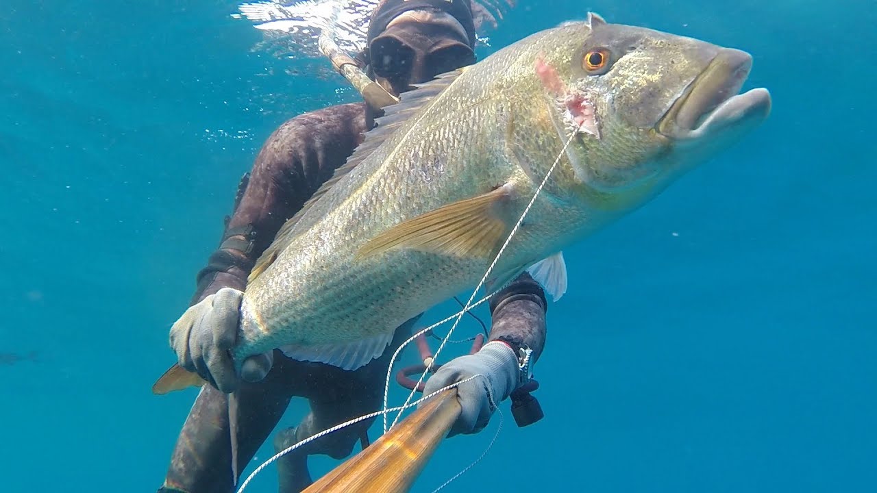 Pesca sub: il re del mare DENTICE 5KG nel bassofondo ( Estate 2017 )