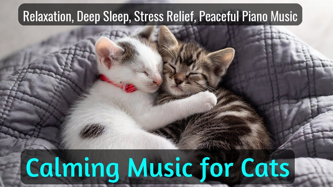 Calming Music for Cats - Relaxation, Deep Sleep, Stress Relief, Peaceful Piano Music | Season 49