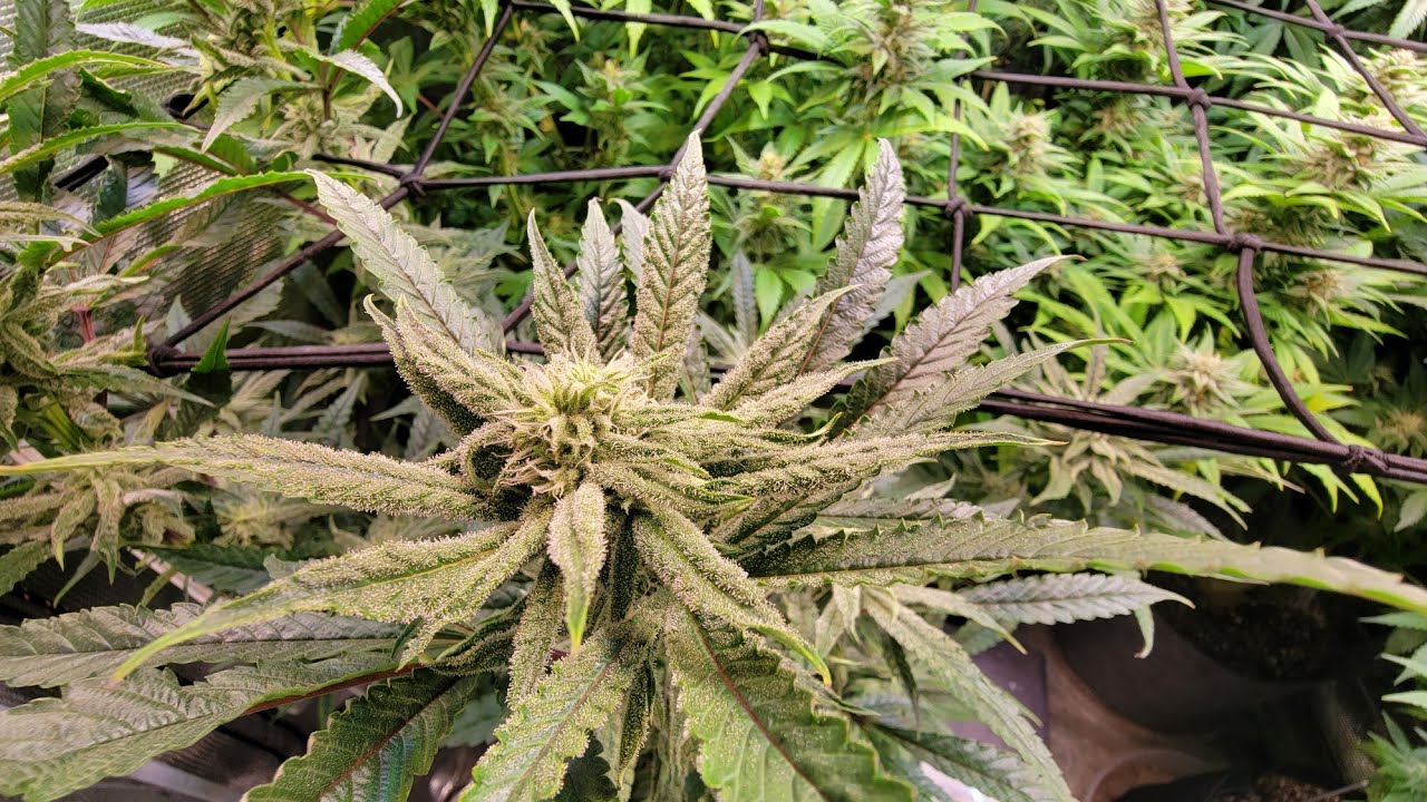 Day 32 Raging Kush 2.0 w Copycat genetics