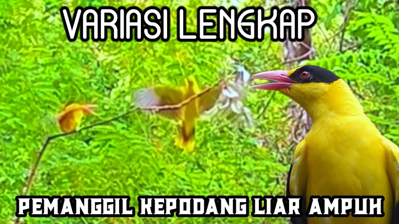 Suara Kepodang Betina Hutan Memanggil Jantan