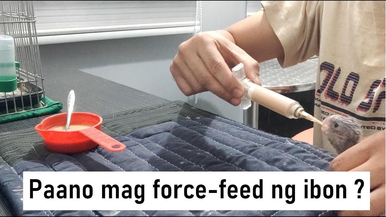 Paano mag force feed ng ibon