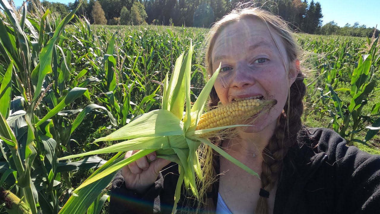 Blanda foder och kolla majs med mig 🌽 #strautmann #johndeere3050 #ljungby1221 Vlogg 145