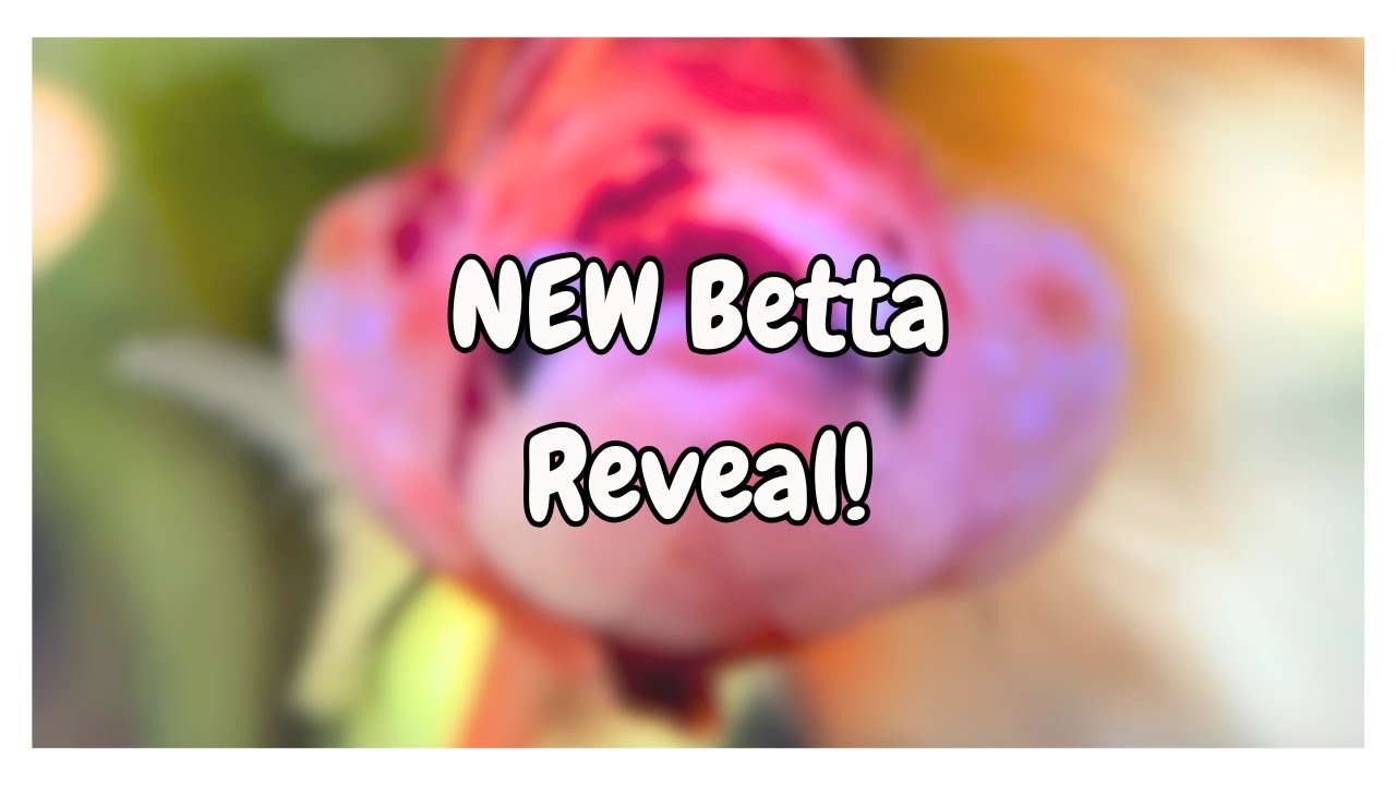 NEW Betta Fish Reveal! My First Veiltail