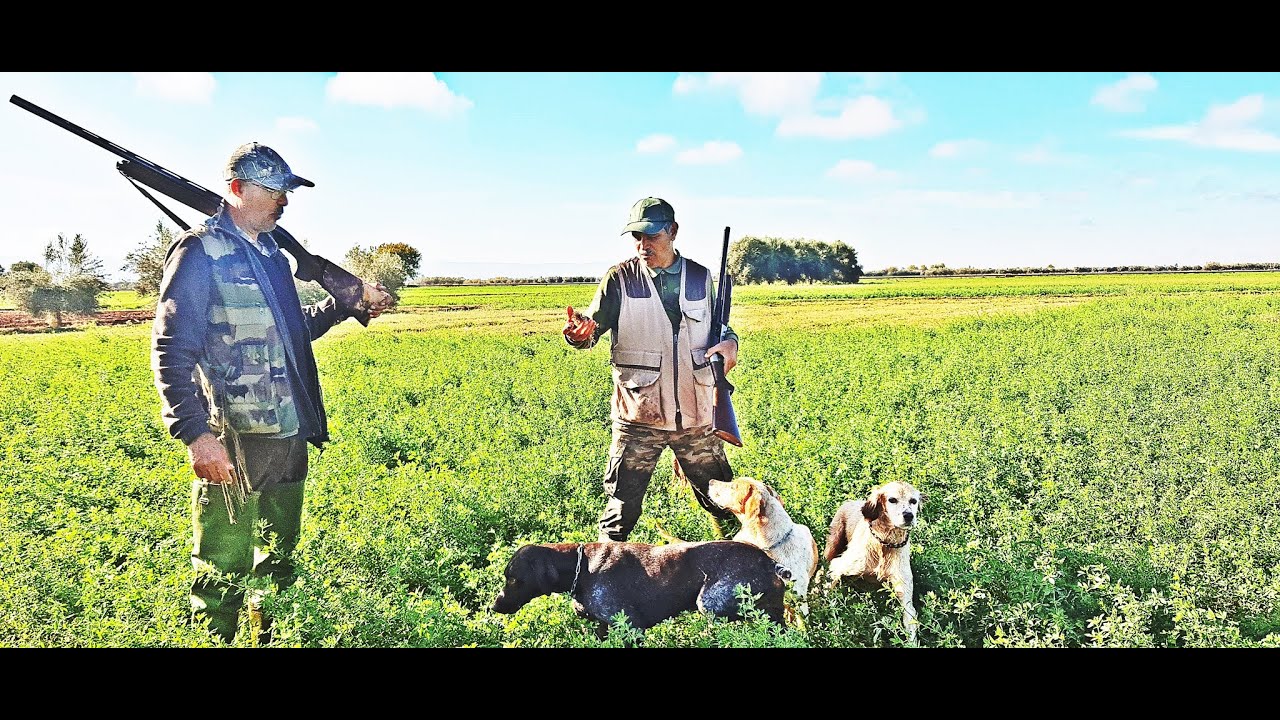Chasse de cailles au Maroc 2020 صيد السمان في المغرب