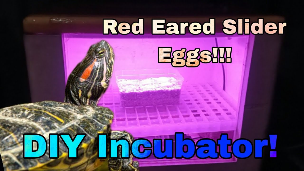 Red Eared Slider laying eggs!! Do it Your self incubator!