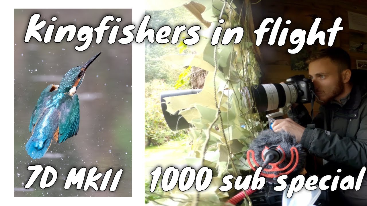 PHOTOGRAPHING KINGFISHERS IN FLIGHT | Canon 7d mkii & 100-400mm f4.5-5.6 | 1000 SUBSCRIBER SPECIAL