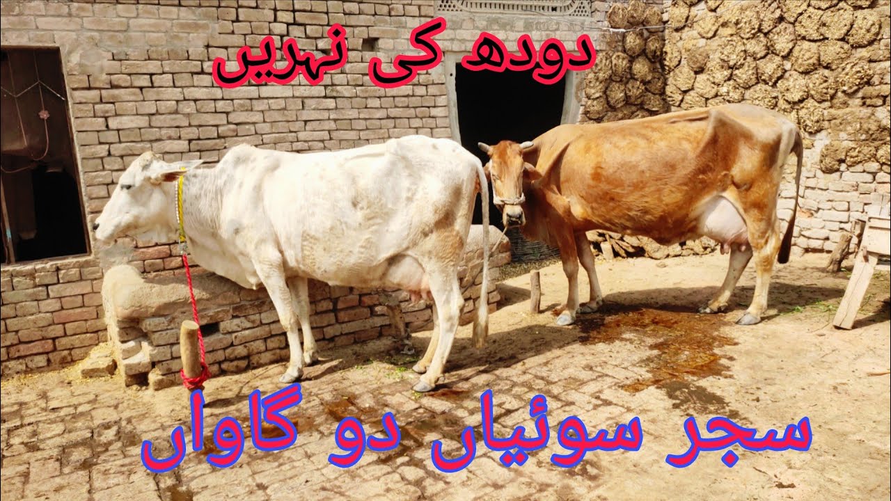 چولستانی جرسی کراس ماشاءاللہ دو عدد گائے سجر سوئی ہوئی برائے فروخت یوٹیوب ان پاکستان 0307746359