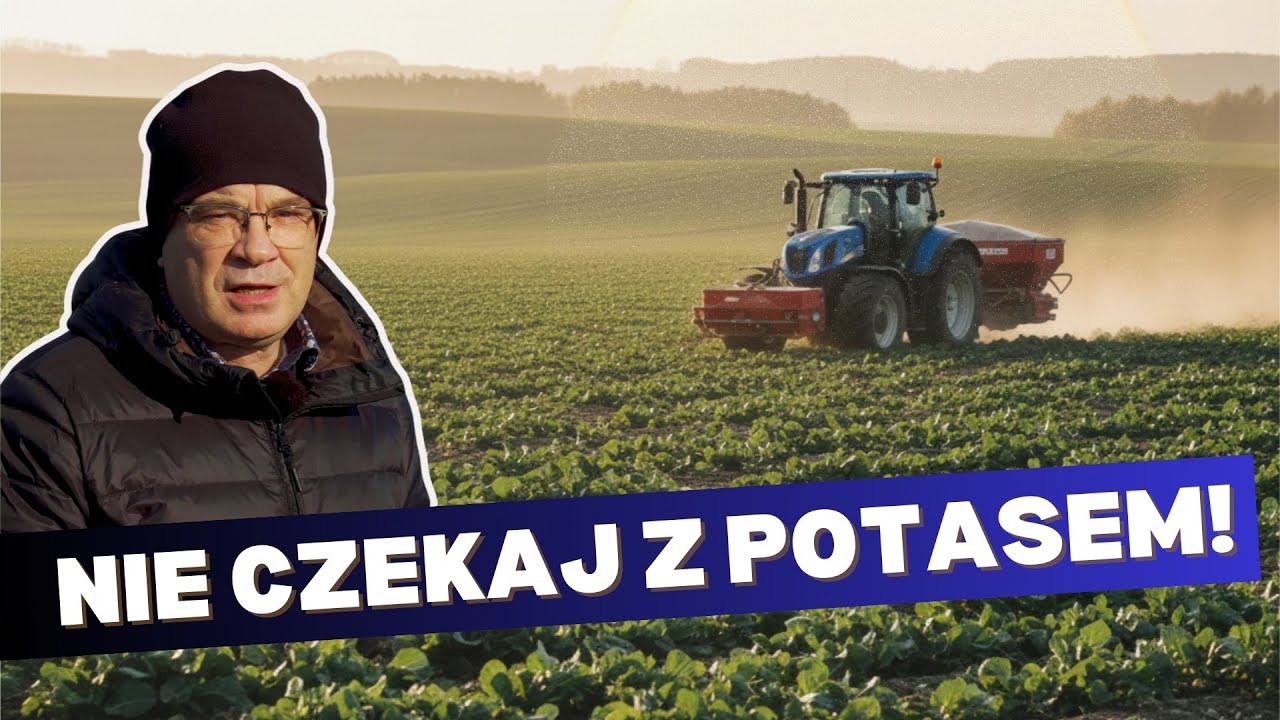 Czy warto już wysiać sól potasową, korn-kali na oziminy? Rola potasu, magnezu i siarki | e-pole
