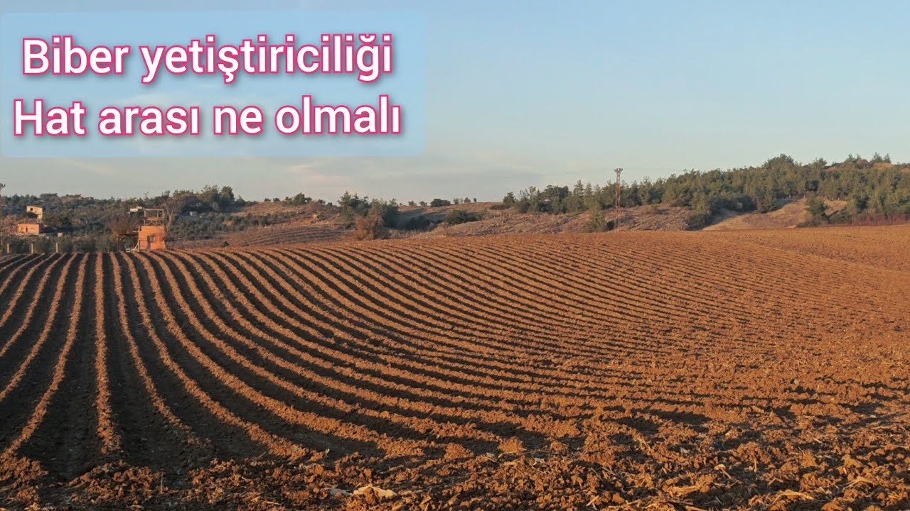 AÇIK TARLA BİBER YETİŞTİRİCİLİĞİ HAT ARASI MESAFE VE EKİM ŞEKİLLERİ