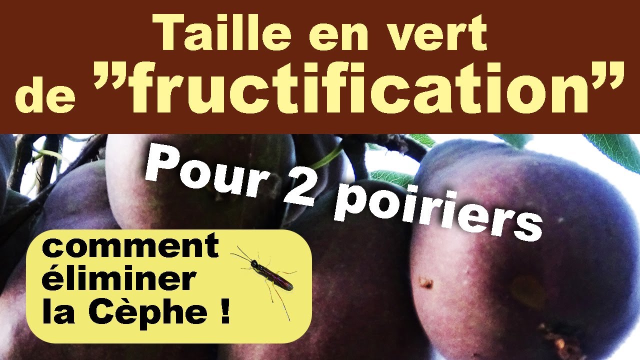 Poiriers : La taille en vert de 2 poiriers et comment se débarrasser de la cèphe