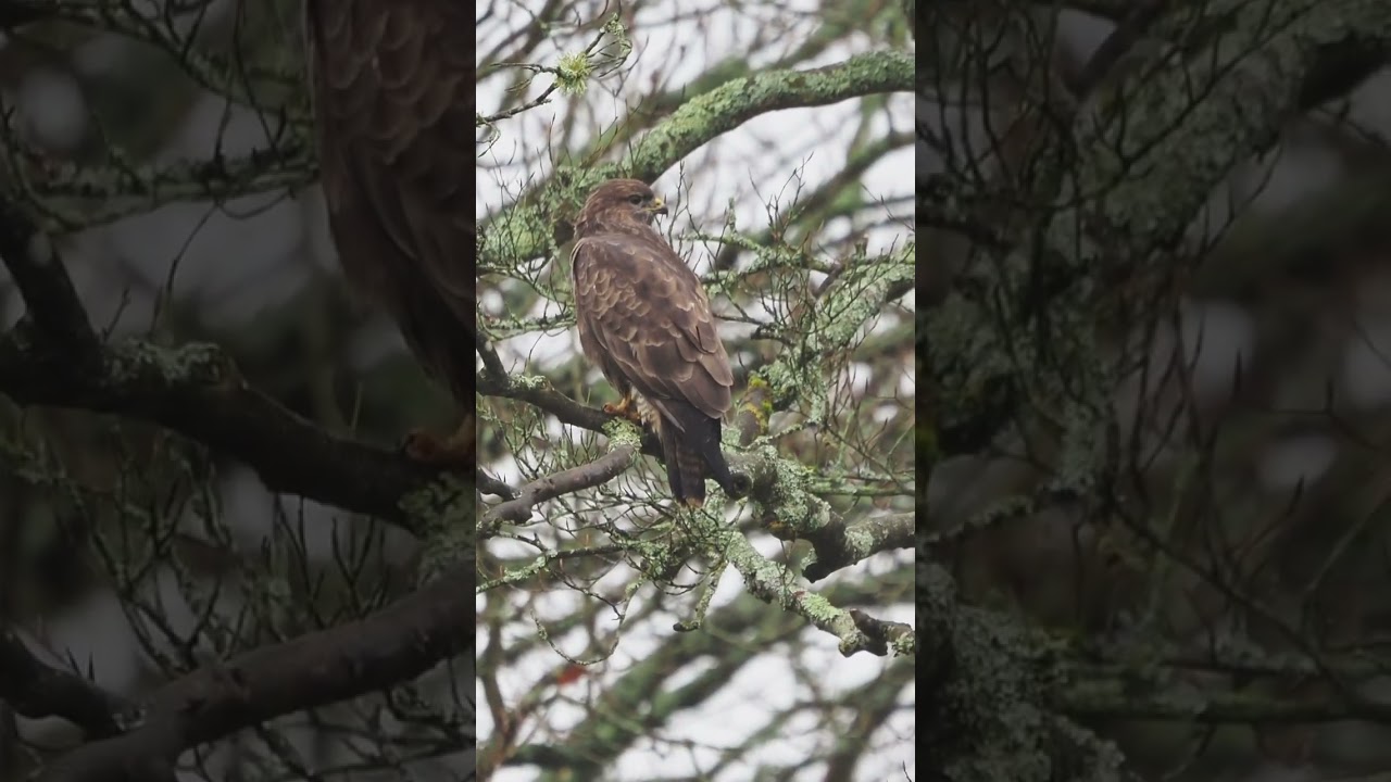 Beautiful Buzzard in the beech tree #beautiful #beauty #birds #nature #wildlife #uk #ukbirding