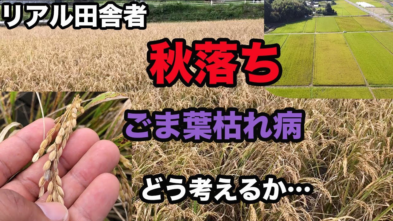 2021年版「秋落ち」を考える。【ごま葉枯れ病】