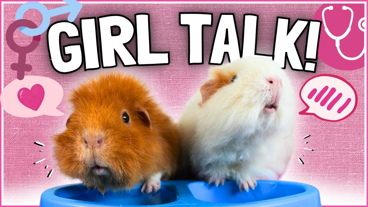 Female Guinea Pigs: The Complete Owner's Guide