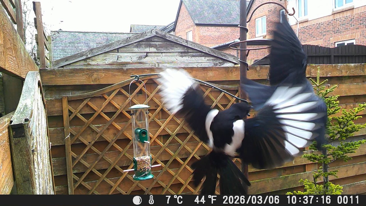 Garden Trail Camera 6th March 2026