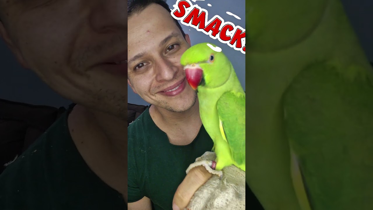 Green Ring Neck talking 💚 #pets #ringneck #cockatiel #animals #birds #greenringneck