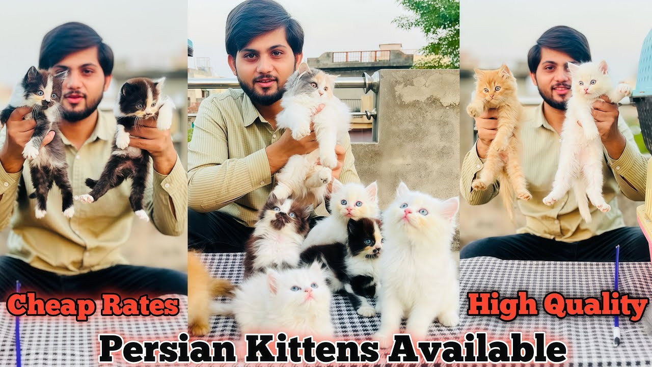 Persian kittens Price in Pakistan/Triple coat/Cats & Kittens Market,Shop/Cat Baby/Cats store 