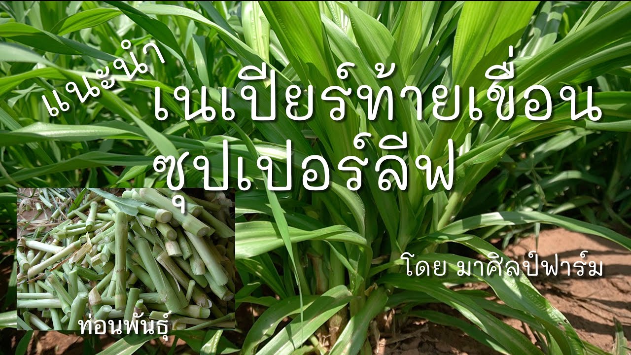 🌱แนะนำ เนเปียร์ท้ายเขื่อนซุปเปอร์ลีฟ⚡️สุดยอดหญ้าปี 2565