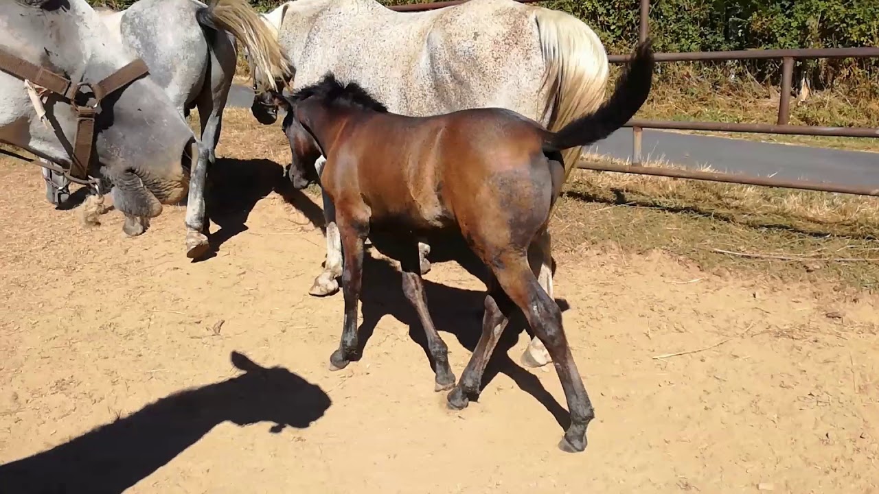 Lipizzaner Foal 2018 FAVORY NEAPOL MAESTOSO