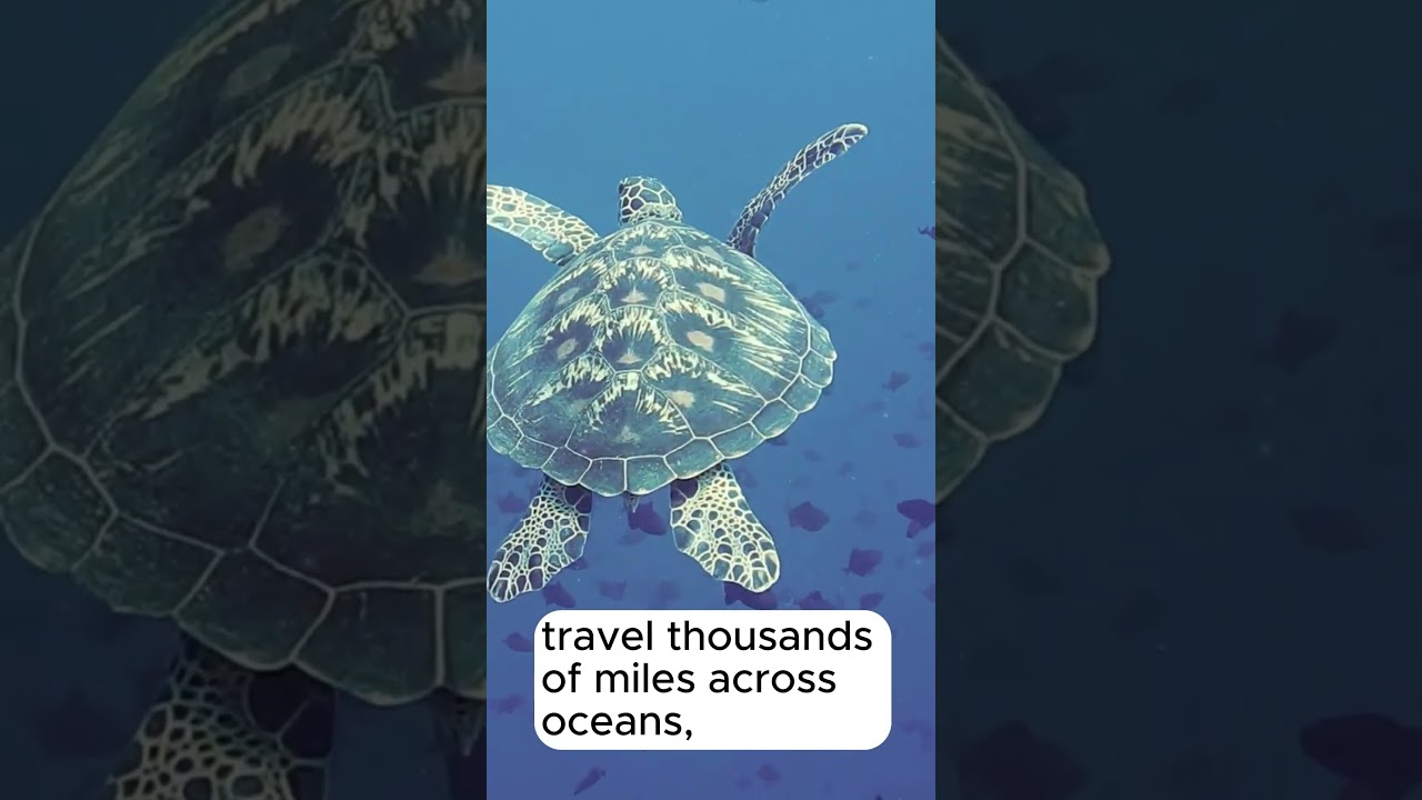Unveiling the Mysteries of Sea Turtles: Fascinating Facts and Insights!