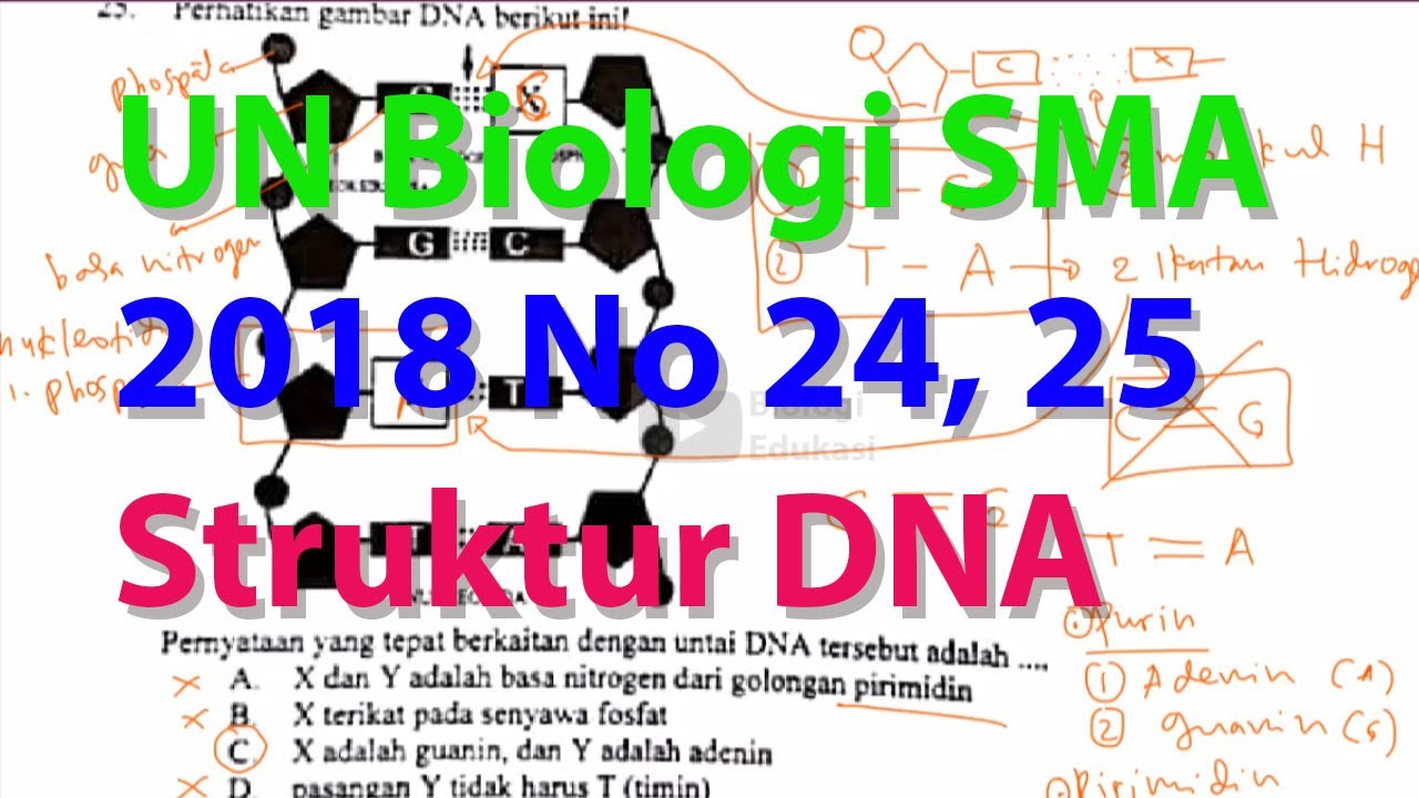 N24 25 Struktur DNA dan Jenis Basa Nitrogen Purin Pirimidin Pembahasan Ujian Nasional Biologi