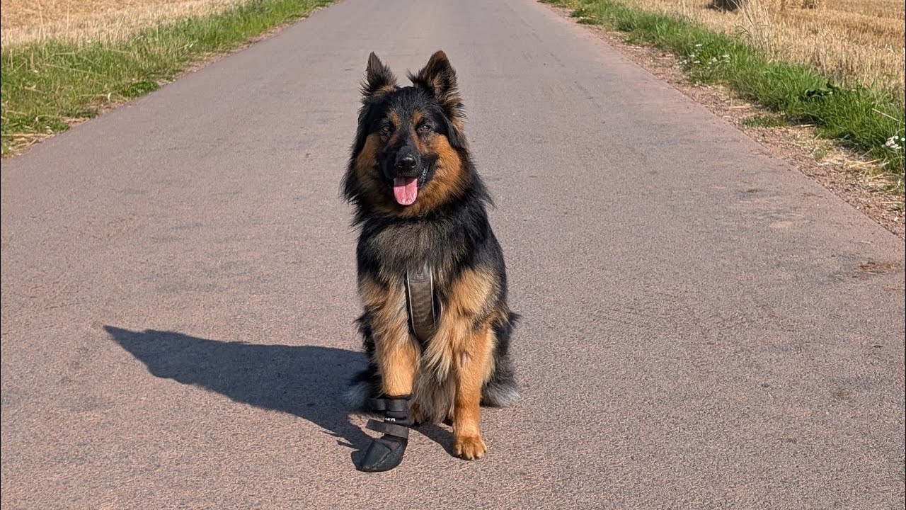Trixie Walker Care zdravotní botička pro psy Recenze 