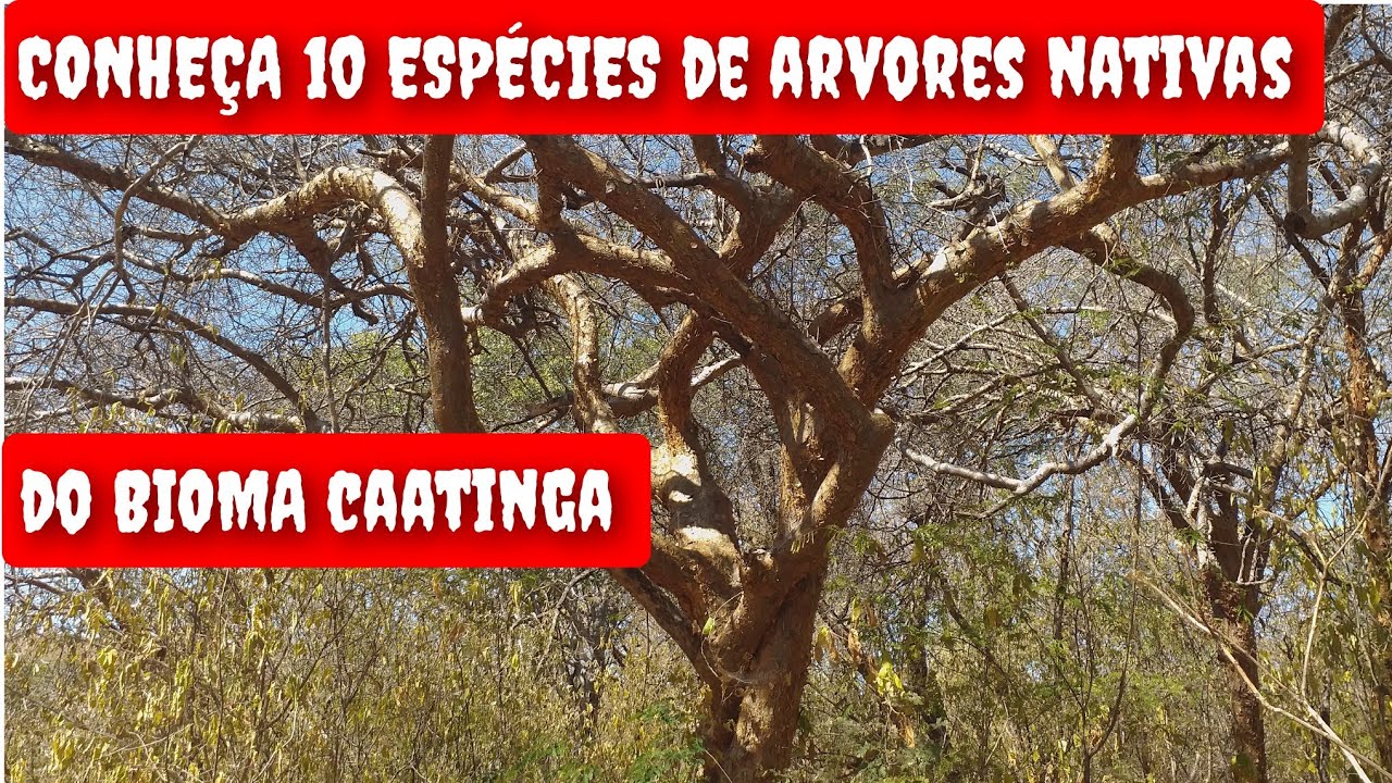 CONHEÇA 10 ESPÉCIES DE ARVORES NATIVAS DA CAATINGA