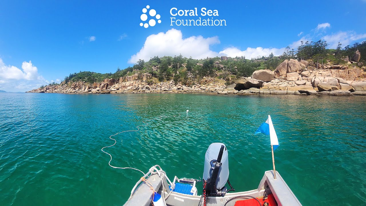 Yunbenun (Magnetic Island) Reef Surveys March 2023