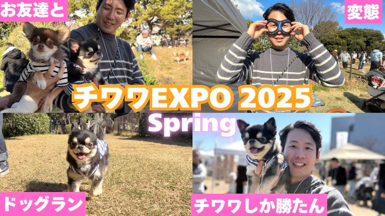 【チワワ好き必見！】今年も参加！大量発生したチワワに会いに行きました！