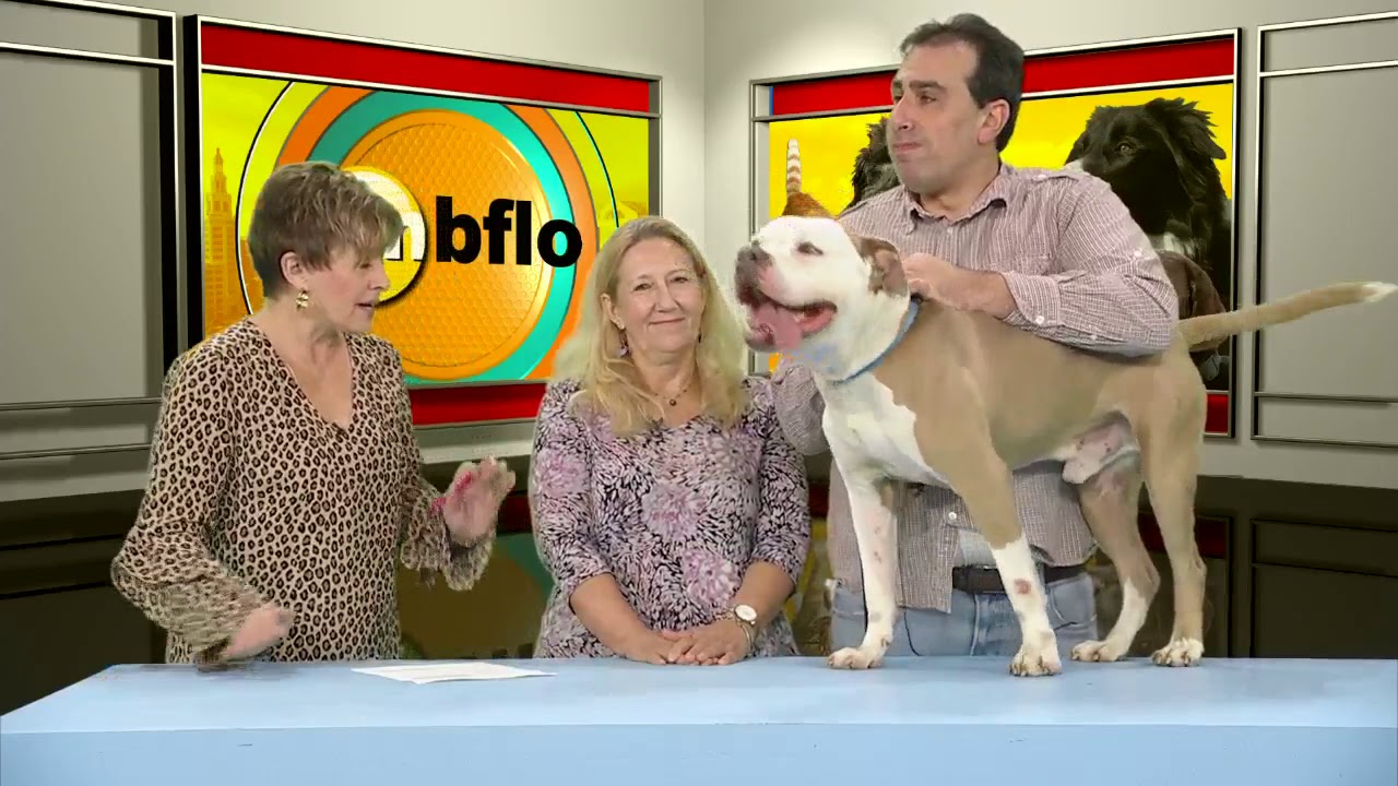 Pet Talk Tips on Pet Nail Care