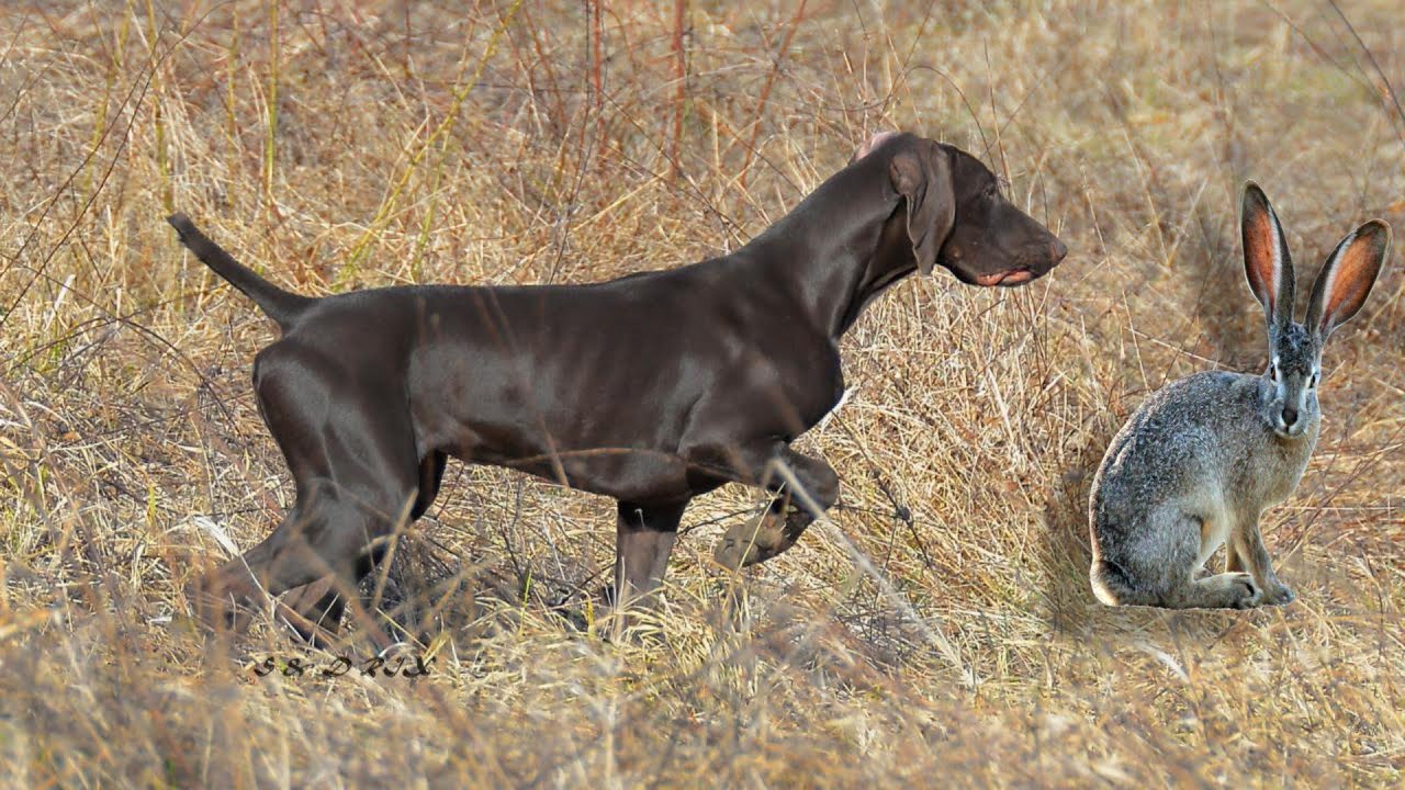 تدريب الكلاب على صيد الأرانب | Entraîner des chiens à chasser les lapins