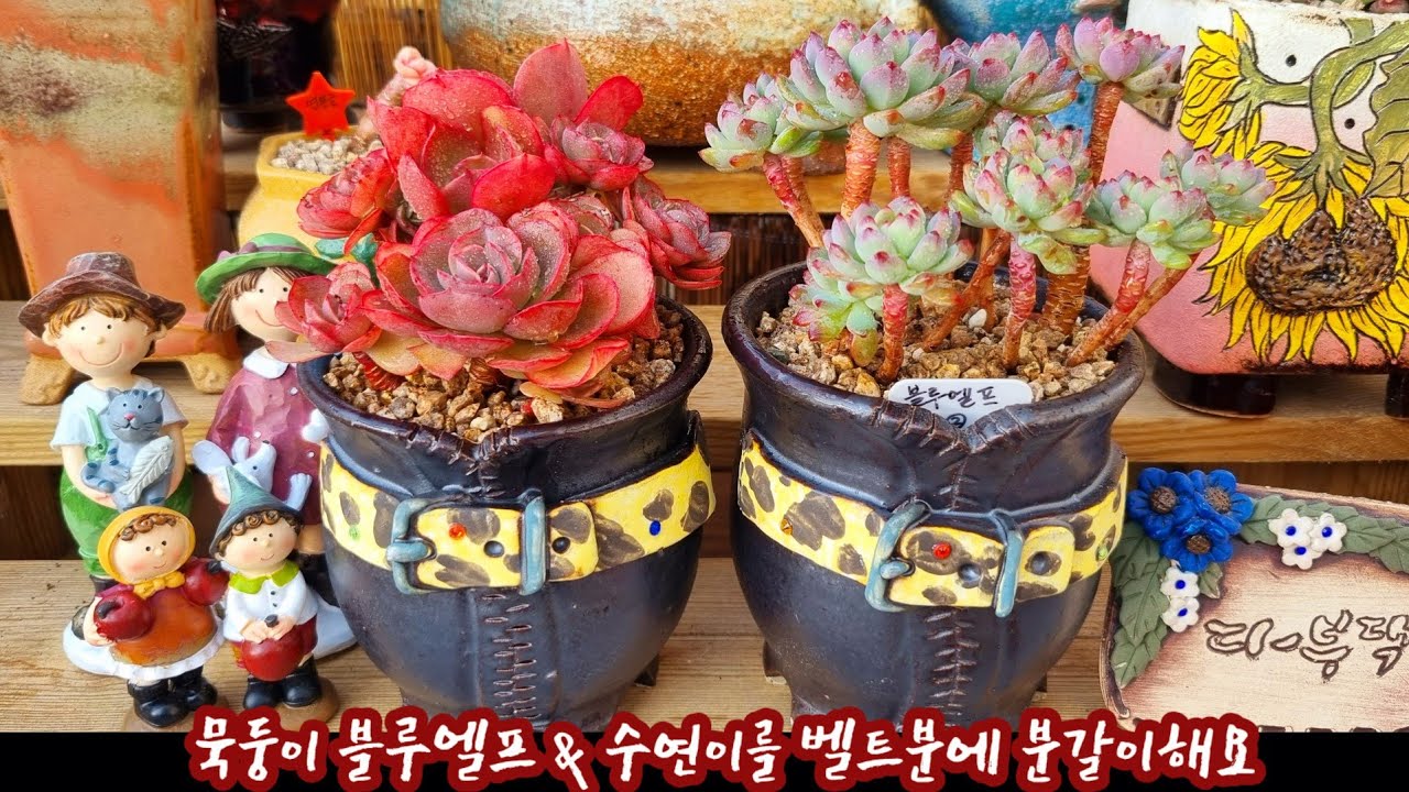 묵둥이 블루엘프 & 수연 벨트화분에 분갈이해요! 블루엘프는 알고 보니 철화에서 풀린 다육이네요~