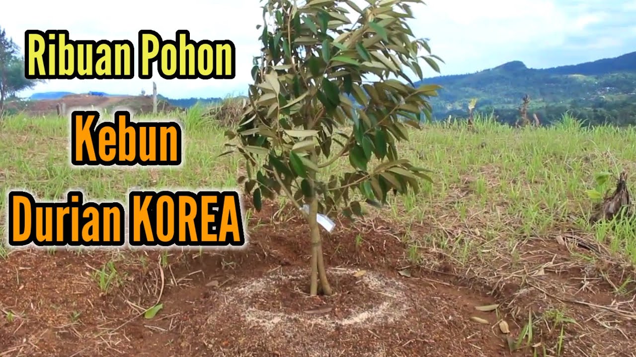 Kebun Durian KOREA✅Tanam Ribuan Pohon Durian Super