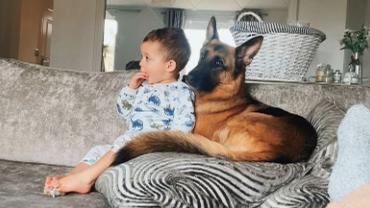 Huge German Shepherd Protects Baby Boy Like His Own Pack Member