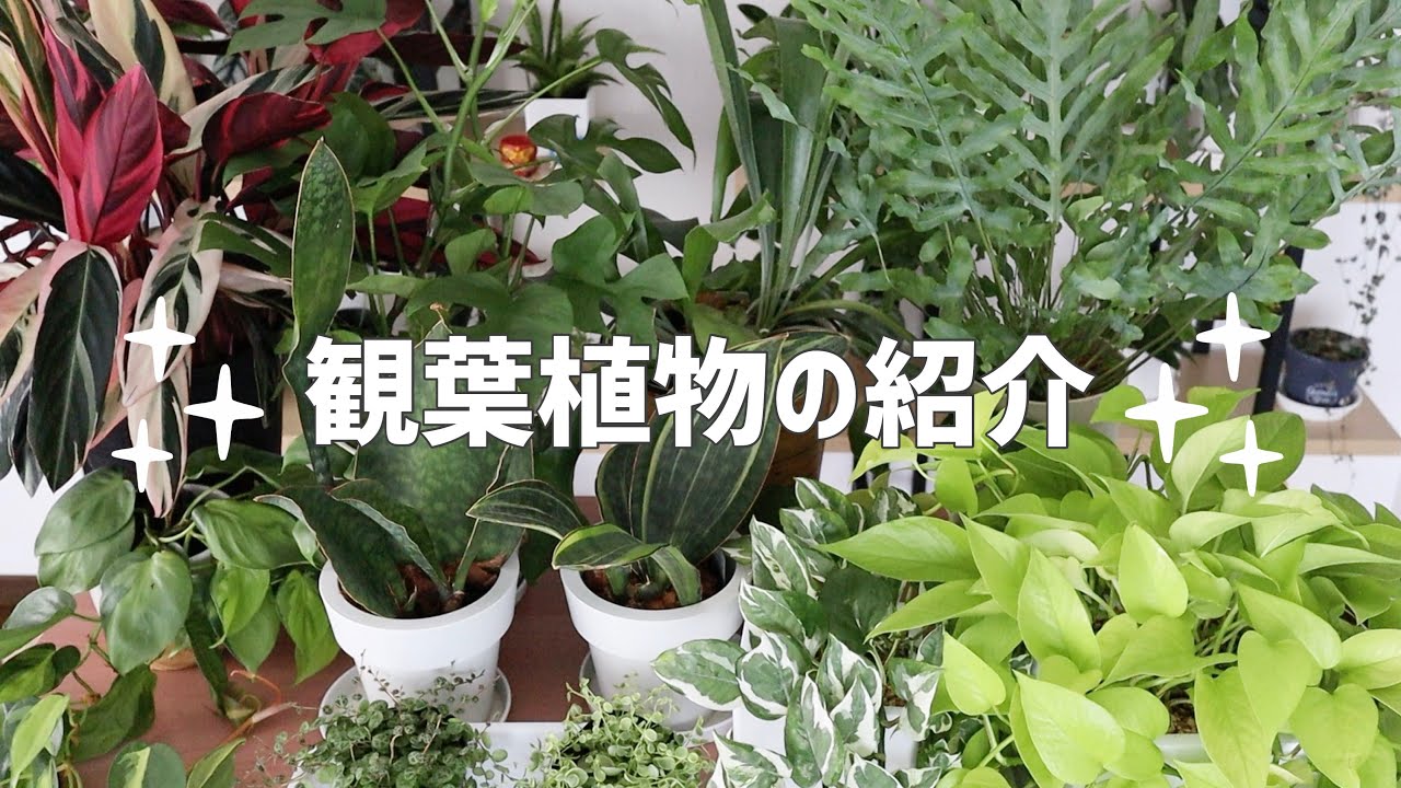 【観葉植物】植物にハマってしまった私が育てているものを紹介します