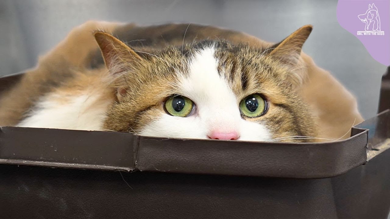One Of The BEST Cats I've Ever Groomed in My Career