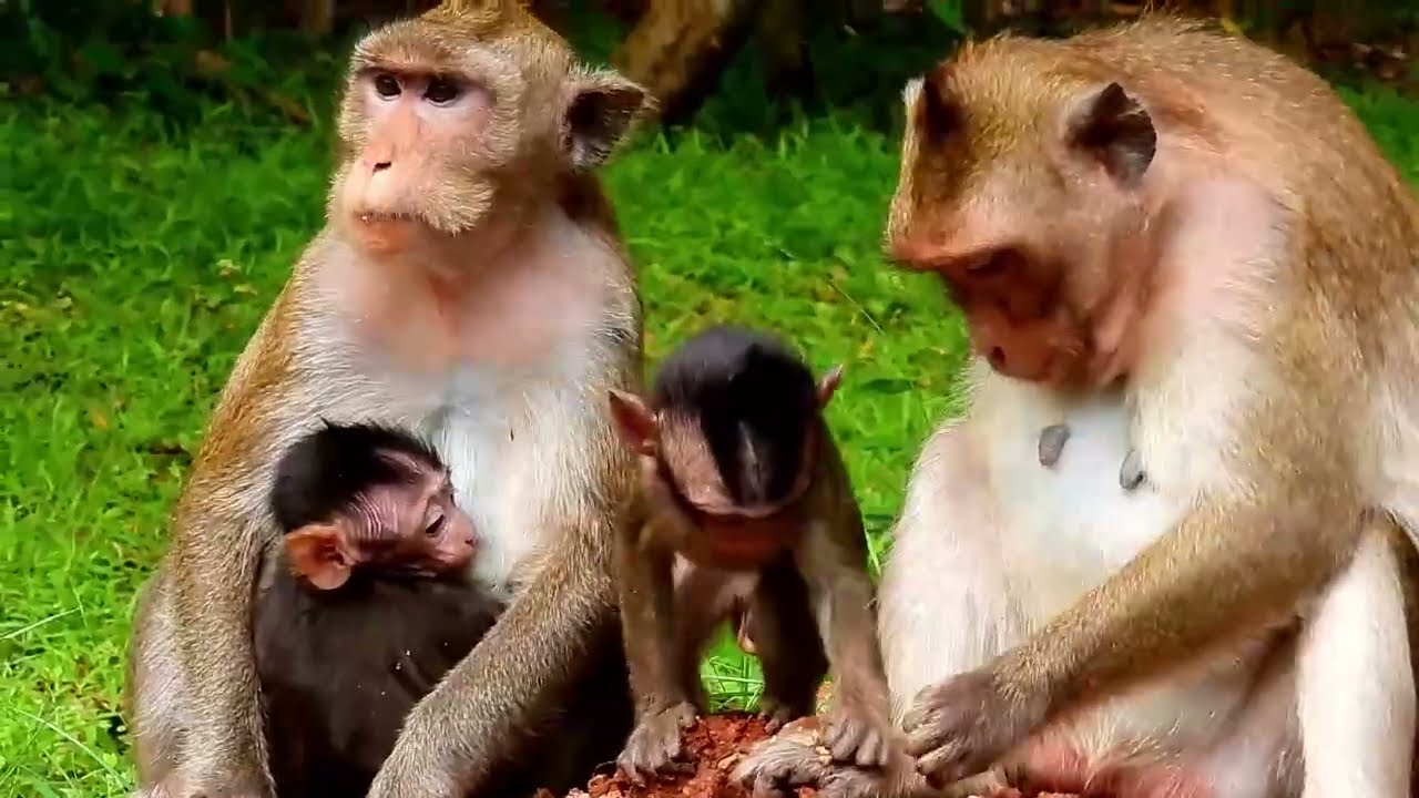 Monkey Grab In Cambodia Good All Monkeys In Khmer #108