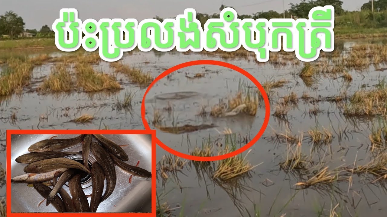បងៗគាត់សួរថាម៉េចត្រឹនឹងខាំតែនុយខ្ញុំចឹង ហើយវាត់ចូលរហូត! #fishing #បបក់ត្រី2023 #黑鱼 #fish